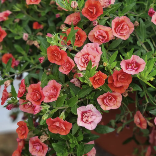 Captura de pantalla 2026-02-14 a las 11.44.33