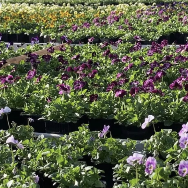 Captura de pantalla 2026-02-14 a las 11.44.53