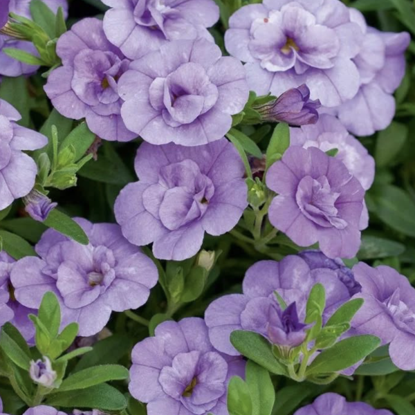 Captura de pantalla 2026-02-14 a las 11.45.38